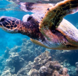 Deluxe Molokini & Turtle Snorkel Tour with Breakfast, Lunch & Drinks Review