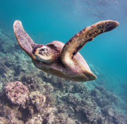 Trilogy Excursions Deluxe Molokini & Turtle Snorkel Tour Review