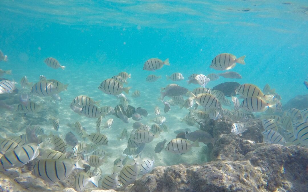 Add Title Exploring Oahu’s Amazing Snorkel Tours in ʻEwa Gentry, HI