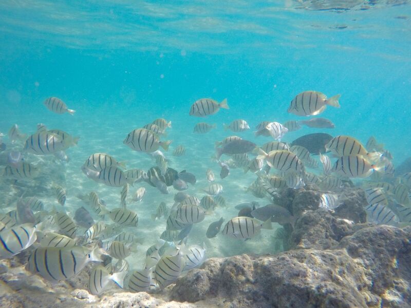 A Photo of adventure in Hawaii https://hawaiiactivitiesandtours.com/wp-content/uploads/2023/09/Oahu-snorkel-tours-Ewa-Gentry-snorkeling-in-Hawaii-boat-tours-in-Oahu-Hawaii-tour-packages-Hawaiian-Islands-activities-adventure-in-Hawaii-exploring-Hawaii-Travel-Activities-59ff36f4.jpg