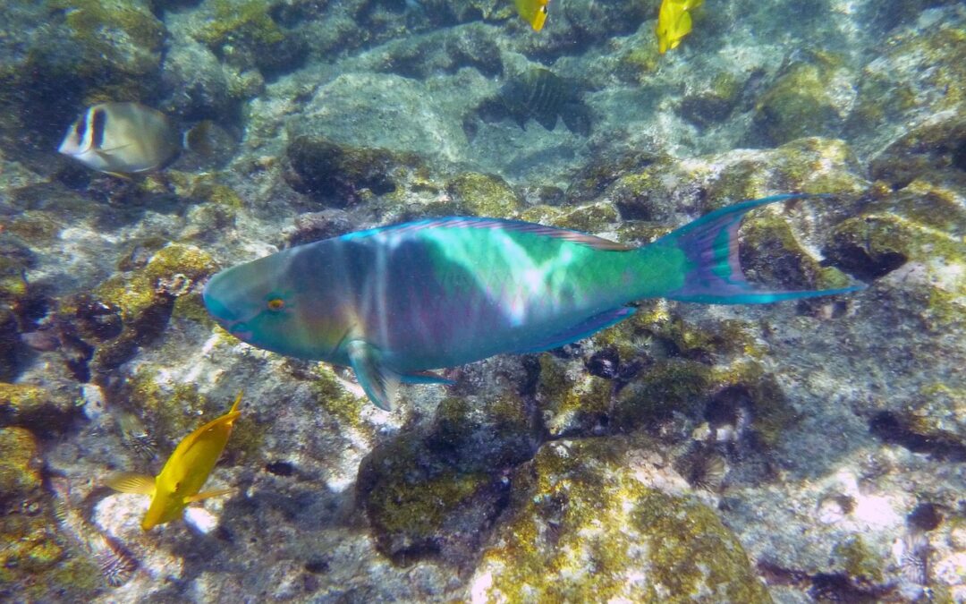 Discovering the Wonders of Oahu Snorkel Tours around Kualapuu, HI