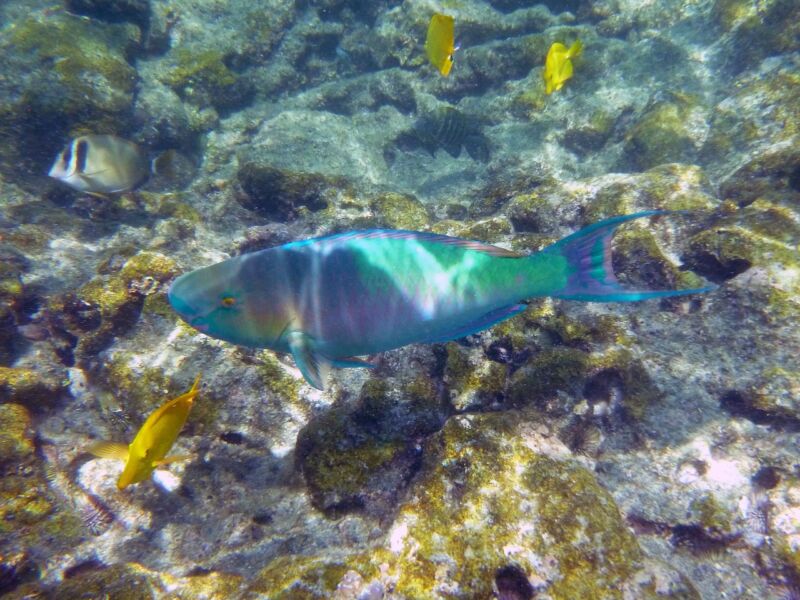 Check Out Oahu snorkel tours https://hawaiiactivitiesandtours.com/wp-content/uploads/2023/09/Oahu-snorkel-tours-Kualapuu-HI-Hawaii-Tour-Packages-Hawaii-snorkeling-marine-life-boat-tours-Hawaiian-Islands-adventure-exploration-Travel-2364903b.jpg