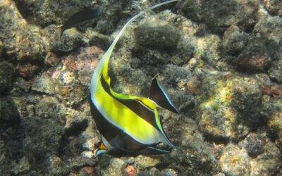 Oahu Snorkel Tours: Unveil the Beauty of the Underwater around East Honolulu, HI