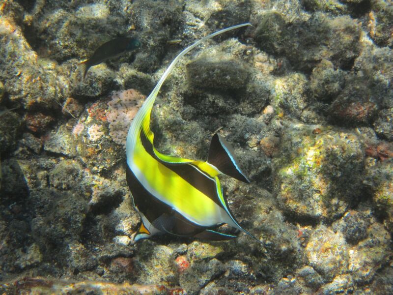 A Photo of snorkeling https://hawaiiactivitiesandtours.com/wp-content/uploads/2023/09/Oahu-snorkel-tours-underwater-beauty-East-Honolulu-HI-snorkeling-boat-tours-Hawaii-tour-packages-adventure-and-exploration-Travel-Activities-and-Tours-fcb3b6cf.jpg