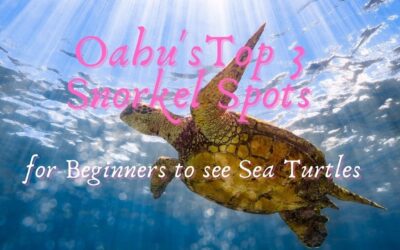 Oahu’s TOP 3 Snorkel Spots for Beginners to see Sea Turtles/Honu