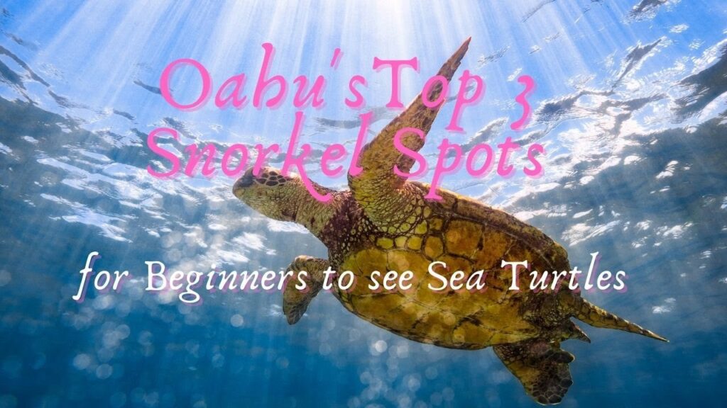 Oahus TOP 3 Snorkel Spots for Beginners to see Sea Turtles/Honu