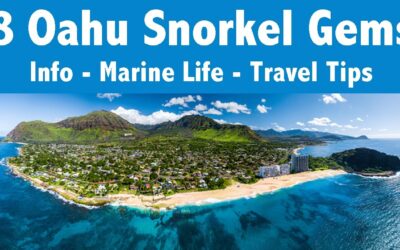 Our TOP 8 Oahu Snorkel Spots – Everything you need to know!