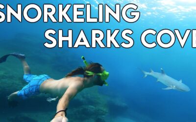 Reef shark at Sharks Cove | Oahu Snorkeling Spots | Best places to snorkel HAWAII