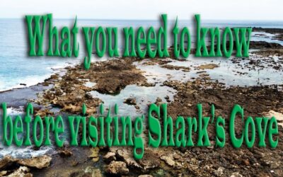 What you need to know before you visit Shark’s Cove on Oahu, Hawaii