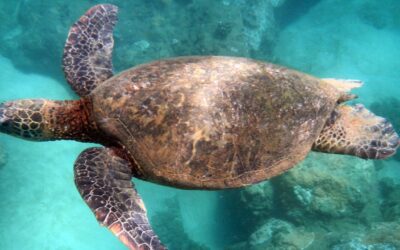 Best Kauai Snorkeling