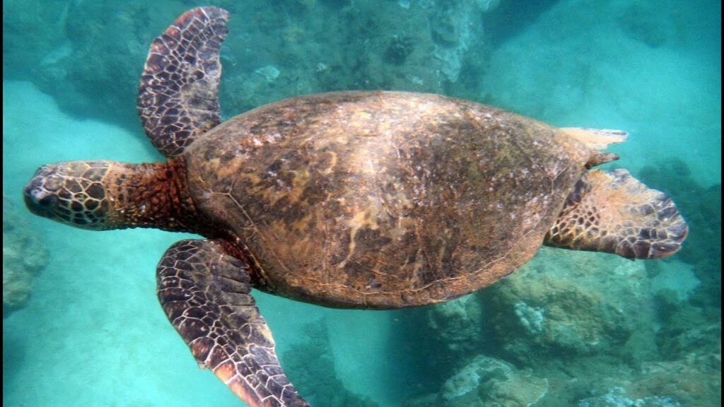 Best Kauai Snorkeling