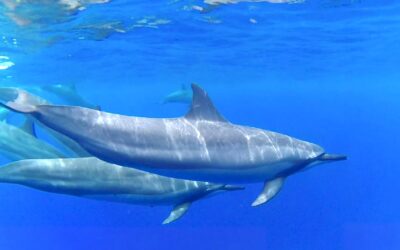 Best Snorkeling on Big Island, Hawaii