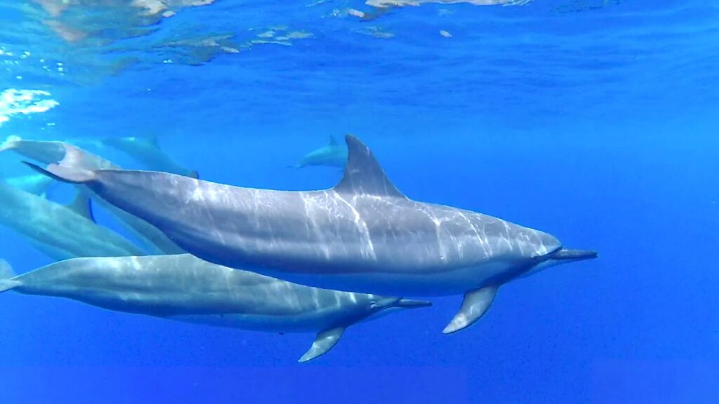 Best Snorkeling on Big Island, Hawaii