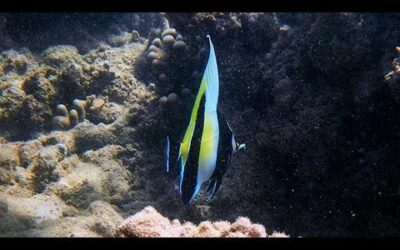 Anini Beach Snorkeling | Kauai