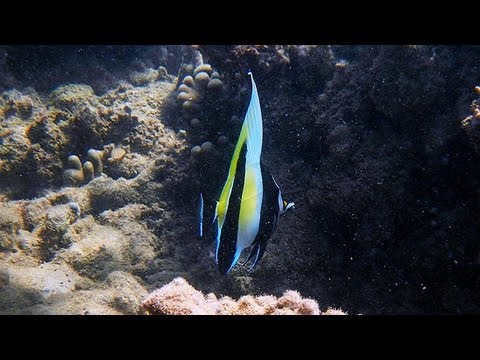 Anini Beach Snorkeling | Kauai