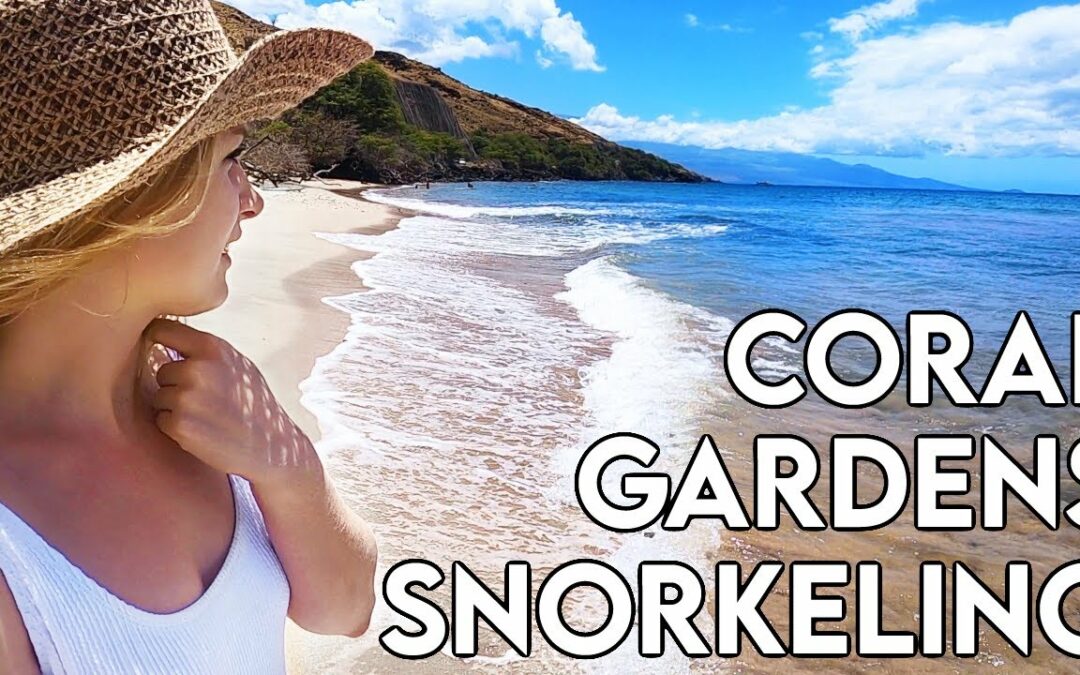 Coral Gardens | Maui Snorkeling Spots HAWAII | Best places to snorkel