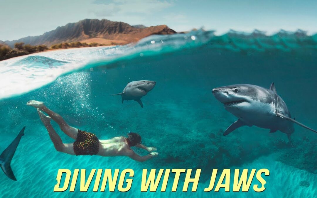 Diving with Sharks NO Cage!? – Oahu Hawaii