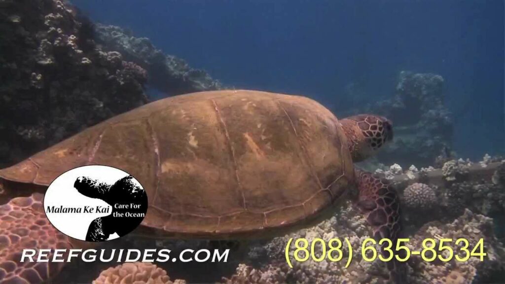 Kauai Snorkeling Trip - Malama Ke Kai, Reef Guides Kauai - KVIC-TV, myKauai.com [Spot]