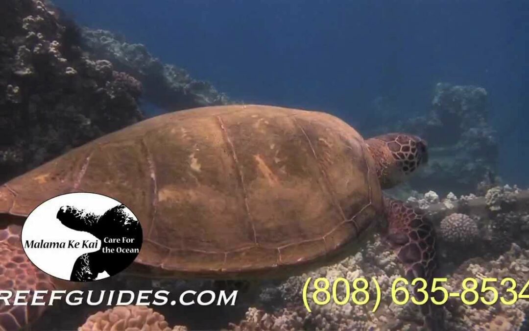 Kauai Snorkeling Trip – Malama Ke Kai, Reef Guides Kauai – KVIC-TV, myKauai.com [Spot]