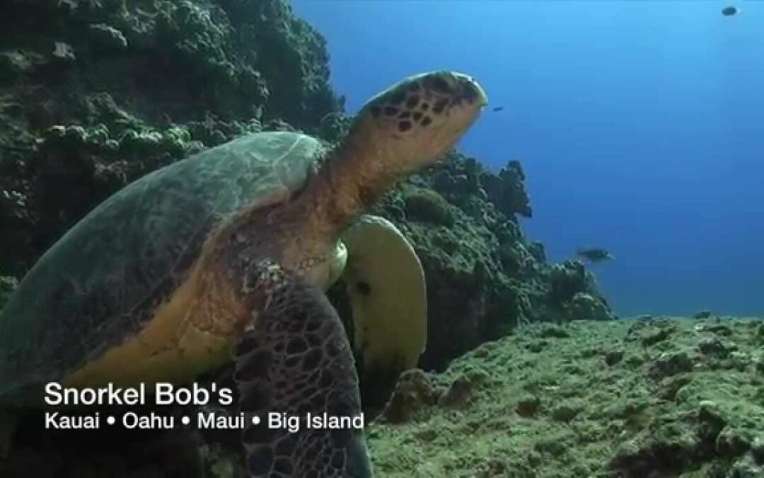 Snorkel Bob’s —- Kauai • Oahu • Maui • Kona