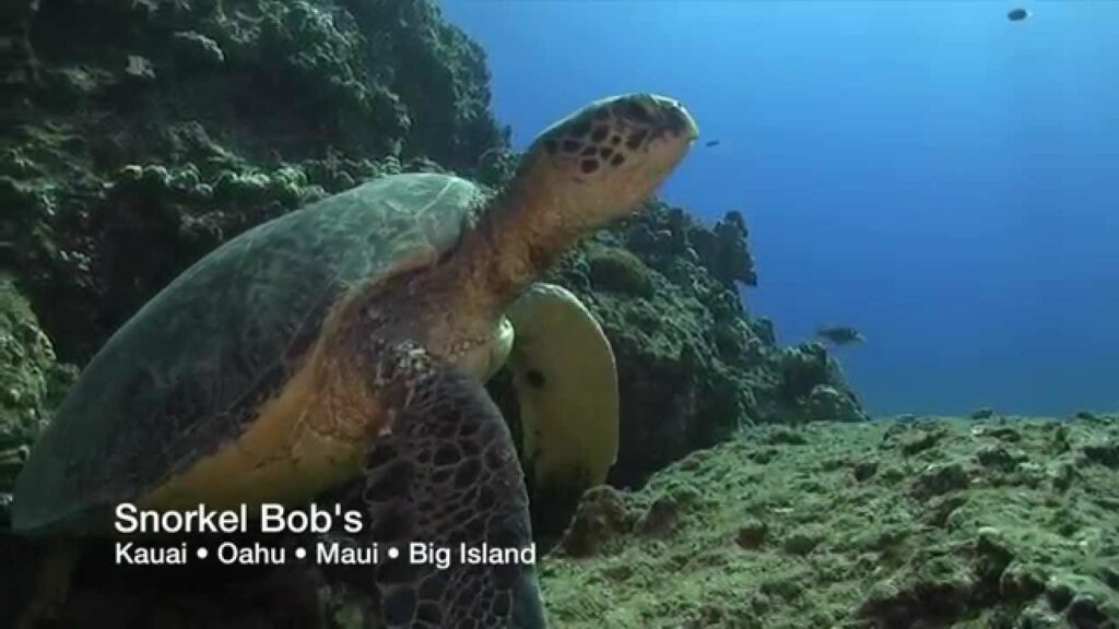 Snorkel Bobs ---- Kauai • Oahu • Maui • Kona