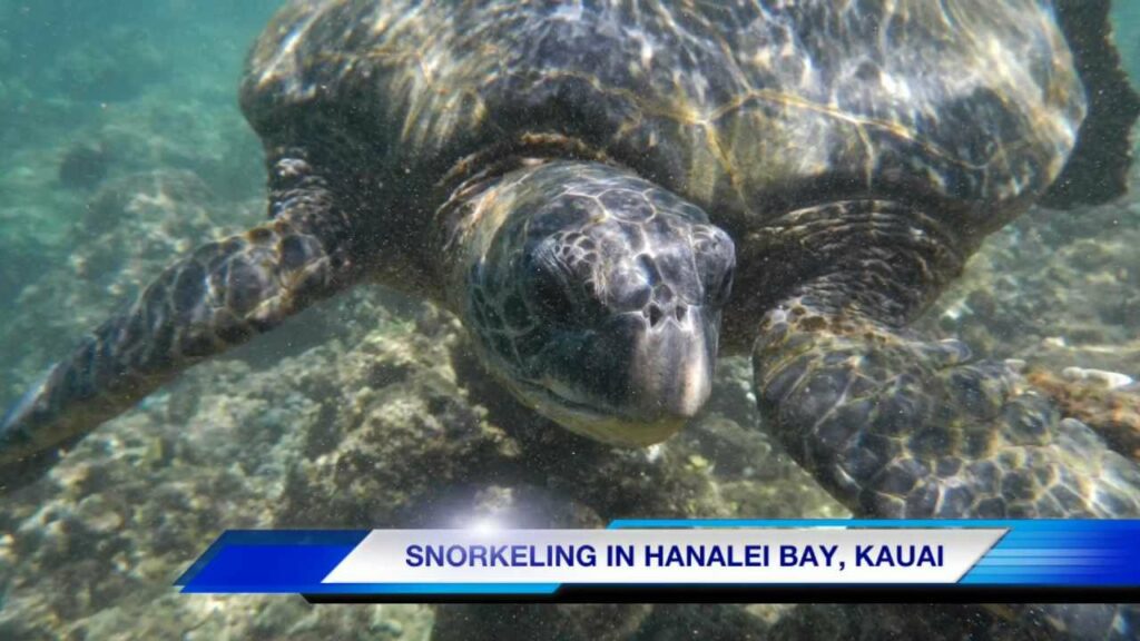 Snorkeling Hanalei Bay | Kauai