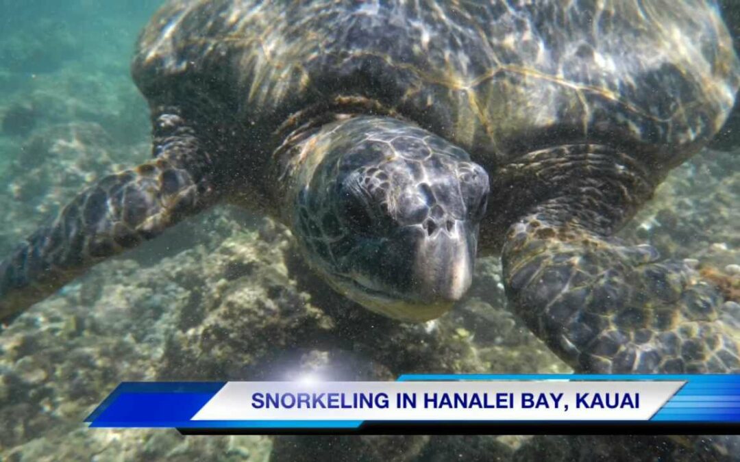 Snorkeling Hanalei Bay | Kauai