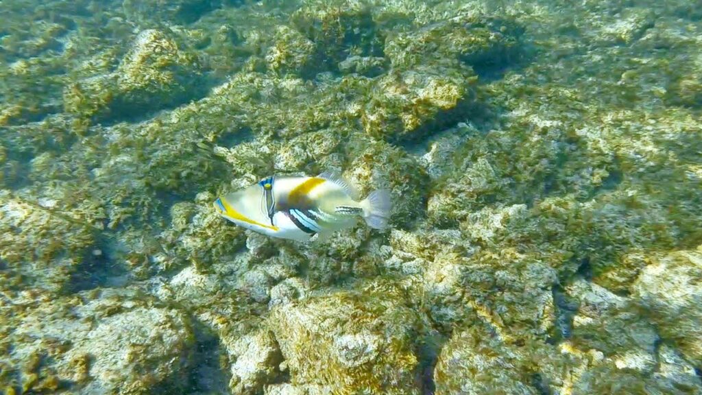 Snorkeling Hawaii’s Big Island