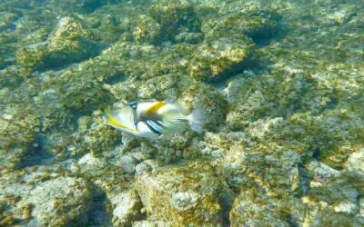 Snorkeling Hawaii’s Big Island