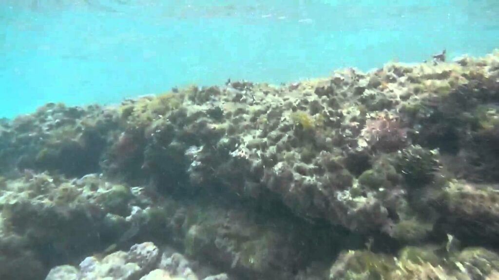 Snorkeling Malaekahana Beach | Oahu