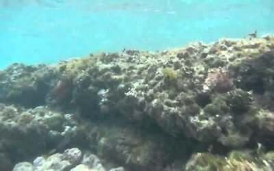 Snorkeling Malaekahana Beach | Oahu