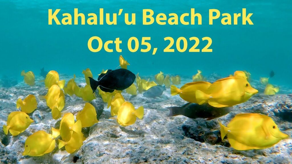 Snorkeling Review: Kahalu’u Beach Park, Big Island, Hawaii (Oct 5, 2022)