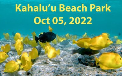 Snorkeling Review: Kahalu’u Beach Park, Big Island, Hawaii (Oct 5, 2022)